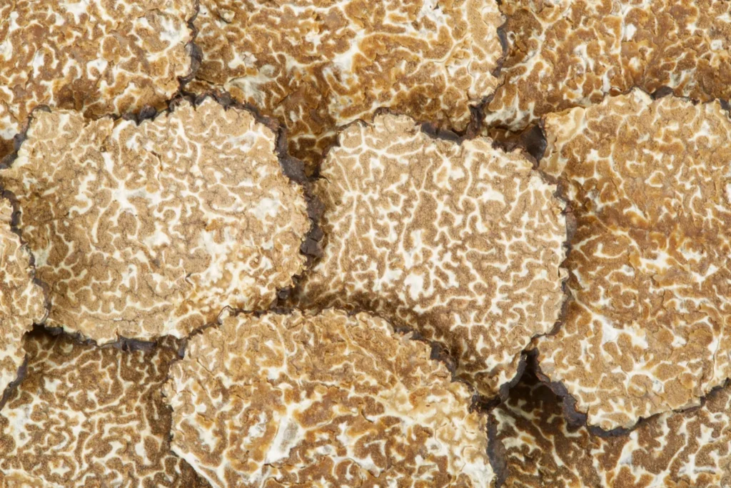 white alba truffles from alba city Italy